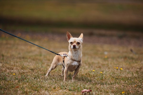 How Is AI Transforming Traditional Farming Methods?