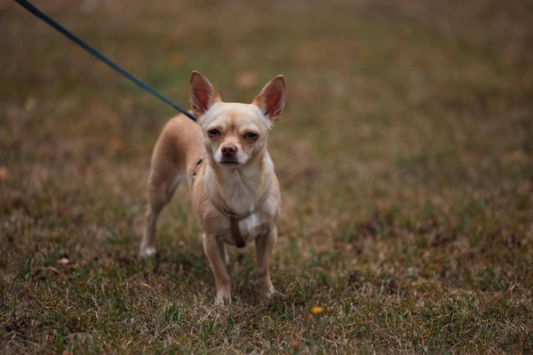 How to Design a Relaxing Meditation Corner in a Bedroom?